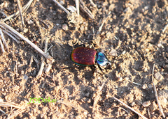 Brachygnathus festivus