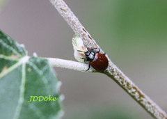 Plagiodera erythroptera