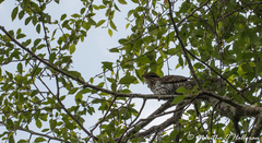 Urodynamis taitensis