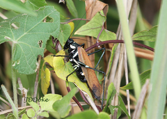 Scaphura elegans