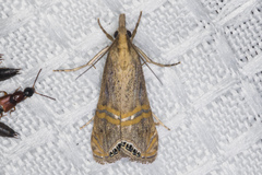 Euchromius californicalis