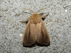 Sesamia nonagrioides