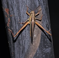 Staurorhectus longicornis