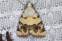 Euaontia clarki