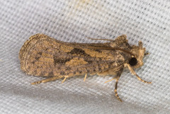 Acrolophus variabilis