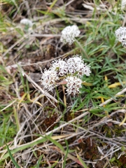 Lomatium gormanii