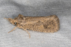 Acrolophus variabilis