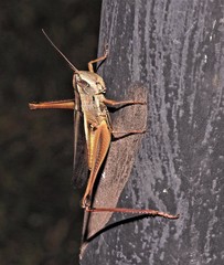 Staurorhectus longicornis