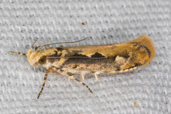 Ornativalva erubescens
