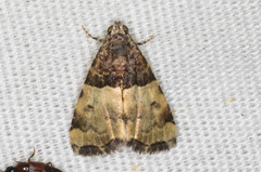 Cobubatha dividua