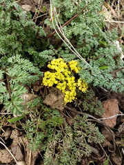 Lomatium salmoniflorum