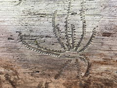 Pityogenes bidentatus