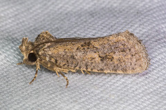 Acrolophus variabilis