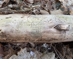 Pityogenes bidentatus