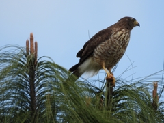 Rupornis magnirostris