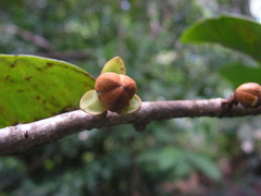 Anaxagorea dolichocarpa