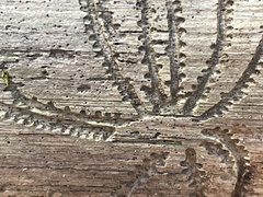 Pityogenes bidentatus