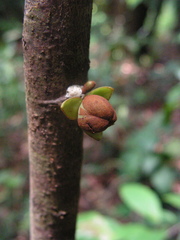 Anaxagorea dolichocarpa