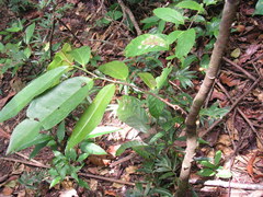 Anaxagorea dolichocarpa