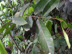 Anaxagorea dolichocarpa
