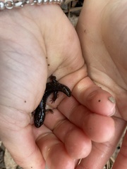 Desmognathus conanti