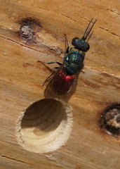 Pseudochrysis neglecta