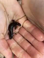 Desmognathus conanti
