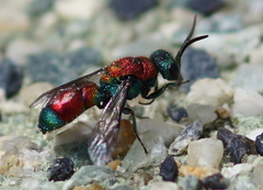 Chrysis viridula