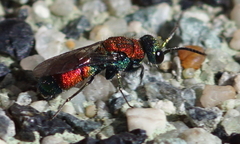 Chrysis viridula