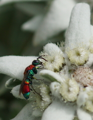 Chrysis viridula