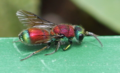 Chrysis viridula