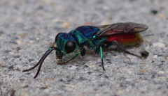 Chrysis terminata