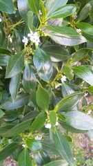 Myoporum laetum