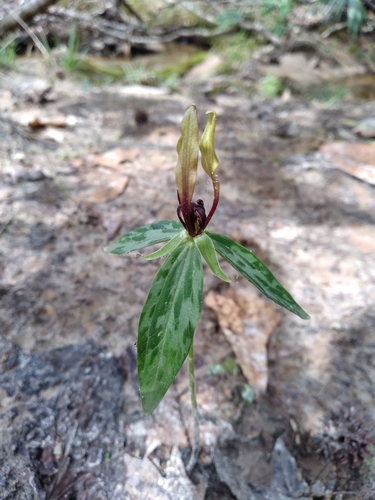 Trillium lancifolium image