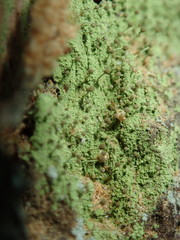 Chaenotheca furfuracea