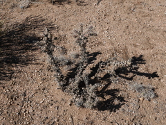 Cylindropuntia whipplei