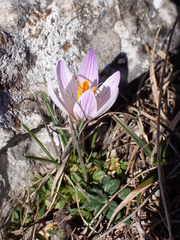 Crocus versicolor