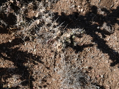 Cylindropuntia whipplei