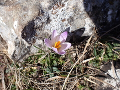 Crocus versicolor