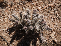 Cylindropuntia whipplei