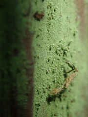 Chaenotheca furfuracea