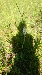 Kniphofia buchananii