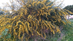 Acacia saligna
