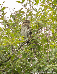 Urodynamis taitensis