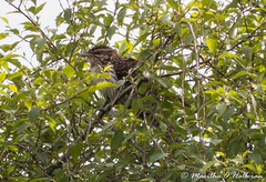 Urodynamis taitensis