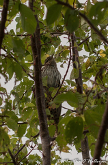 Urodynamis taitensis