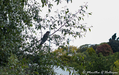 Urodynamis taitensis