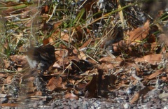 Passerella iliaca