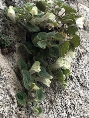 Asarina procumbens