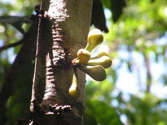 Anaxagorea dolichocarpa